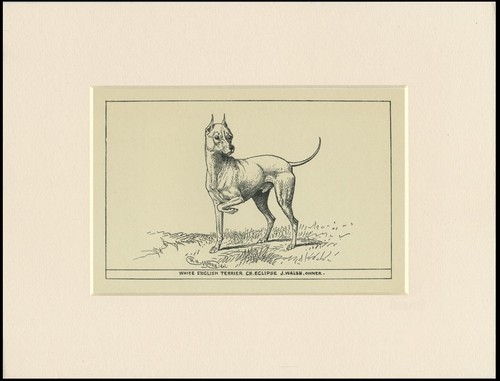 English toy terrier white - english,
