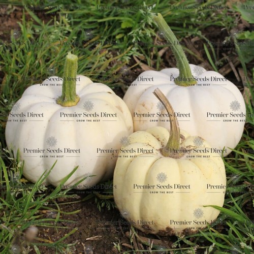 Pumpkin casperita 10 seeds - casperita,