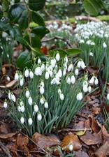Snowdrop Bulbs – Spring