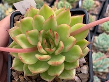 Echeveria 'Eve Variegated'