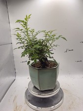 Miniature Chinese Rose    12