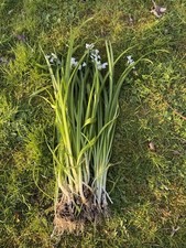 Three-Cornered Leek - Organic