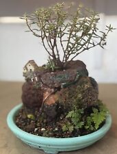 Crassula sarcocaulis UK Hardy