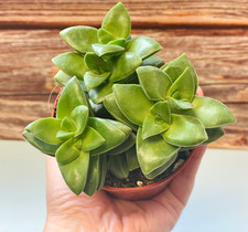 Crassula Springtime in 8.5cm pot, Succulents, Cactus, Houseplants, Indoor Plants