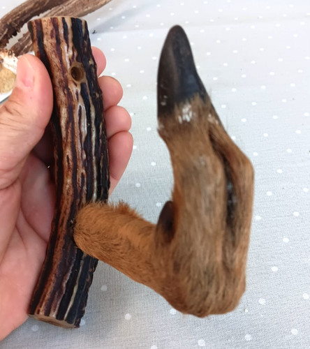 Vintage french taxidermy roe - vintage,