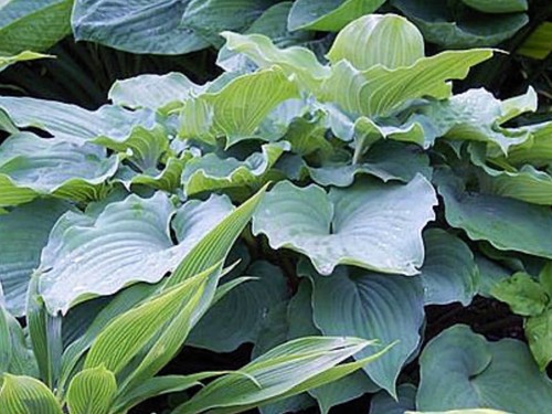 Hosta sky dancer 3 - hosta,