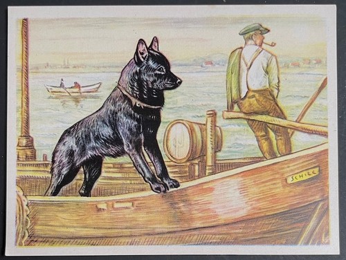 Dog trade card schipperke - trade,