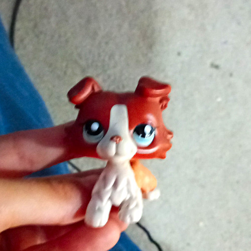 Littlest pet shop brown - littlest, &