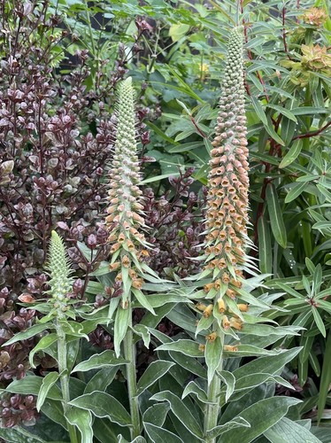 Digitalis parviflora milk - digitalis,