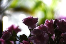 Vintage PENTACON 135mm f/2.8