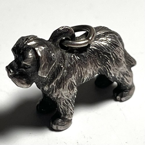 Pewter bearded collie dog - collie,