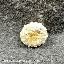 Cidaris Sea Urchin Fossil