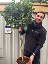 5ft Spiral Stem Standard Bay Tree | Laurus nobilis | 130-150cm