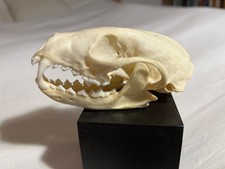 Genuine skull of North