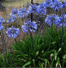 2 x Agapanthus Africanus 2