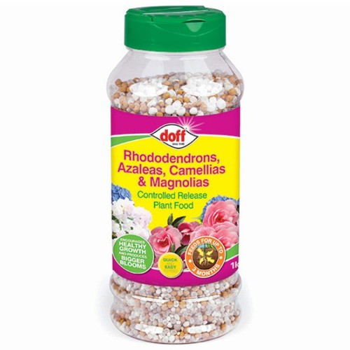 Doff azalea camellia - azalea,