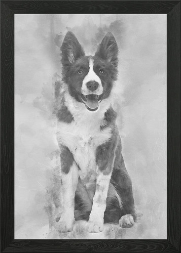 Border collie puppy mont - 5,