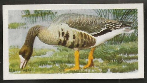 Brooke bond bird - bond, (tea)-bird