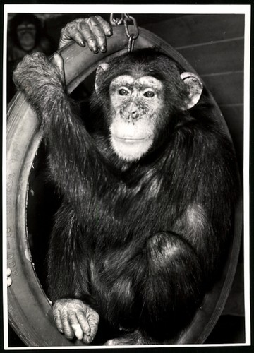 Photography monkey chimpanzee - photography:, monkey/chimpanzee