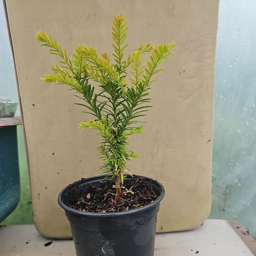 English yew conifer tree - conifer, taxus