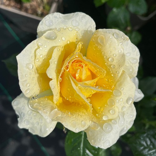Gift rose rita - gift, yellow