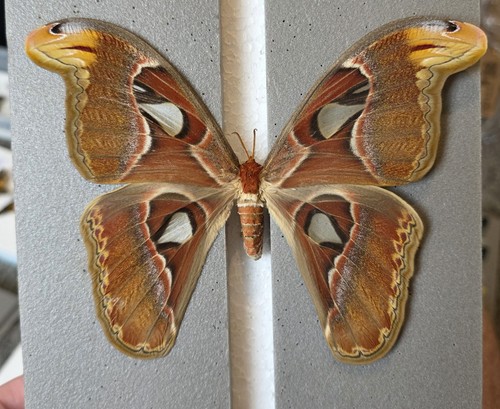Atlas moth attacus - atlas,