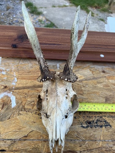 Roe deer skull with - ,