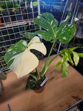 MONSTERA THAI CONSTILLATIION SPECIAL HIGH VARIEGATION 1LTR POT 5-8 LEAF