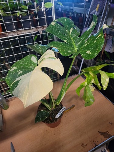 Monstera thai constillatiion - monstera,