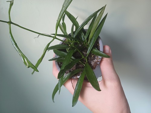 Hoya longifolia houseplant - hoya,