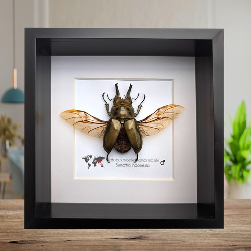 Framed allotopus moellenkampi