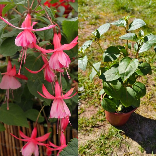 Hardy fuchsia shrimp - hardy,