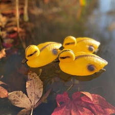 Floating ducklings - floating, of