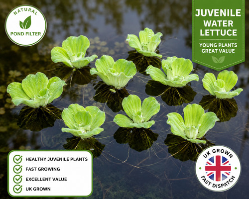 Water lettuce pistia - 5x,