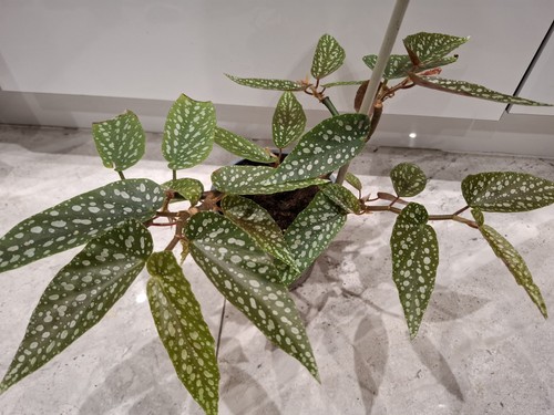 Begonia tamaya wightii - tamaya, wightii.