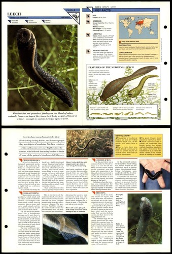 Leech primitive wildlife - leech,