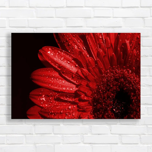 Radiant red gerbera daisy - radiant,