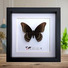 Papilio victorinus female