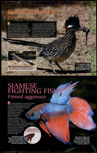 Roadrunner siamese fighting - /,