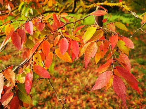 Litre zelkova serrata - litre,