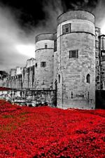 Tower of London Poppy Poppies Blood Swept Lands And Seas Of Red England Picture