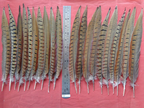 Cock pheasant tail feathers - cock,