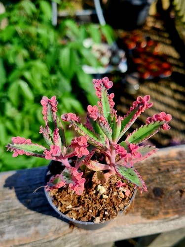 Kalanchoe houghtonii - kalanchoe,