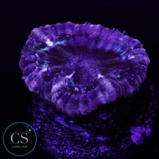 CS Fire Star Asian Acan -