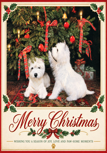 Two westie pups - westie,