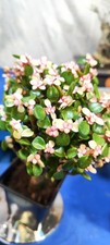 Jade Leaf Succulent Plant 5-7