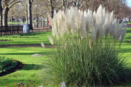 Ornamental grass cortaderia - ornamental,