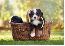 Doodlecards Birthday Card St. Bernard Puppies