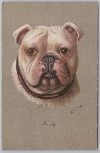 Bulldog beauty amy - by,