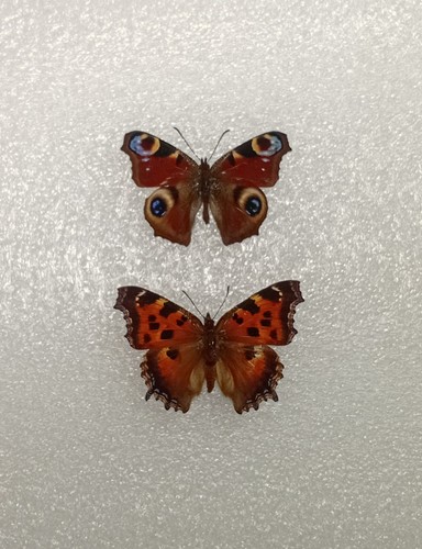 Peacock butterfly aglais io - aglais,